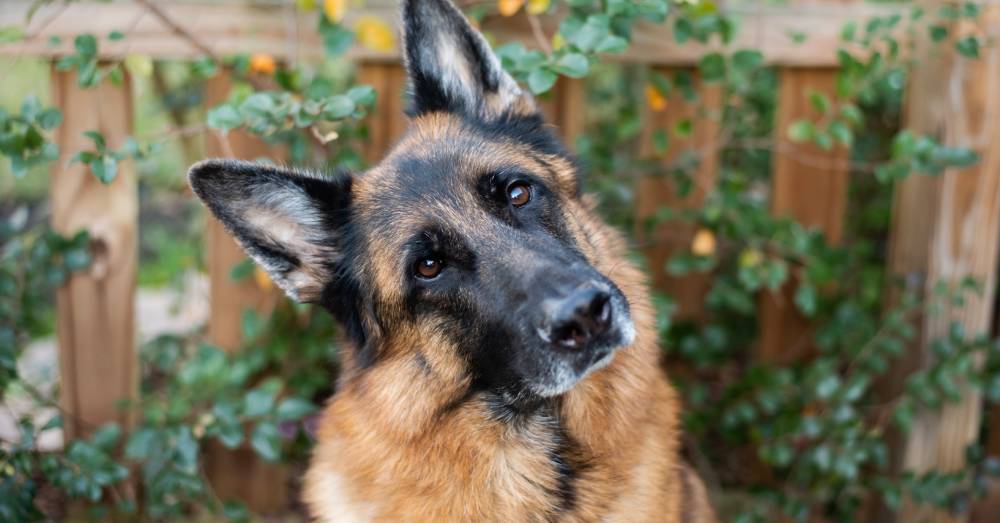 Malnourished, Abused Dog Turns Up at Family’s Porch on Winter Night