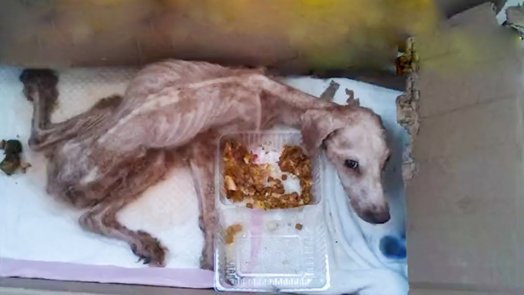 The dog was found in an abandoned house, the owner abandoned him and left him