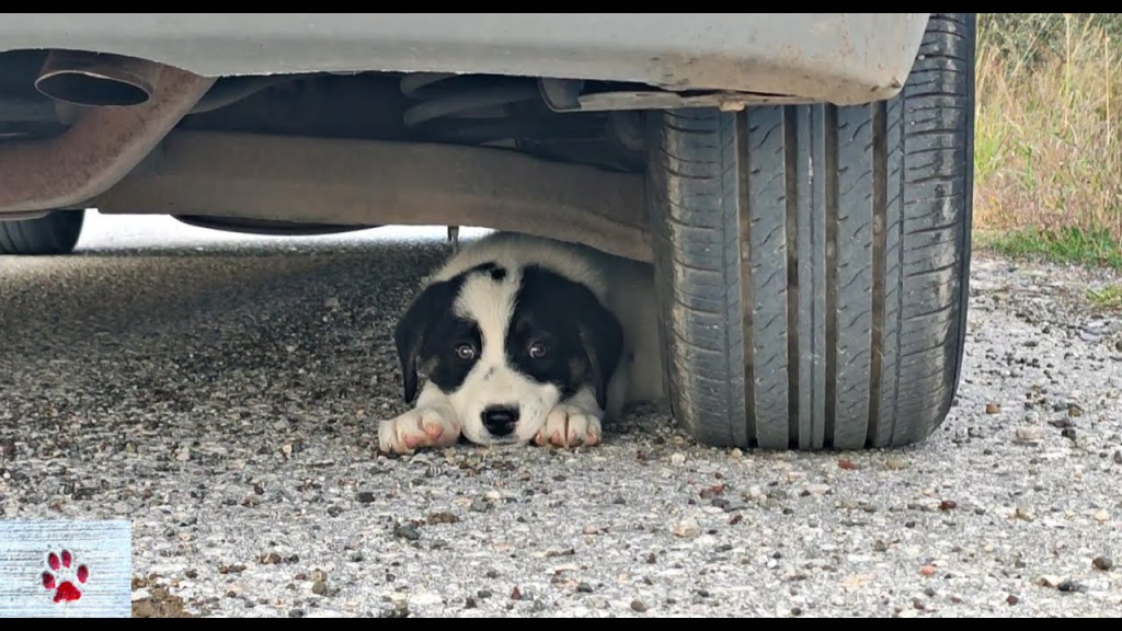 A ray of hope! A stray dog chases a car in search of rescue and finds a second chance that will change its life