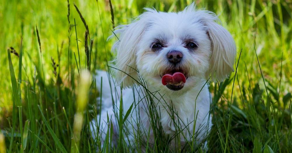 Blind Elderly Shih Tzu Lives a Full Life, Educating Others on Caring for Aging Dogs