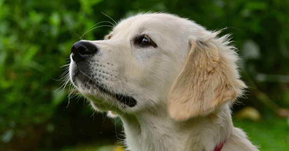 Bald Golden Retriever Dumped at Shelter, Waits for a Forever Home for Months