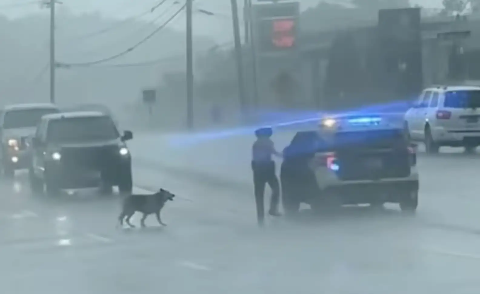 Highway Patrol Officer Does The Kindest Thing For Dog Alone In The Rain