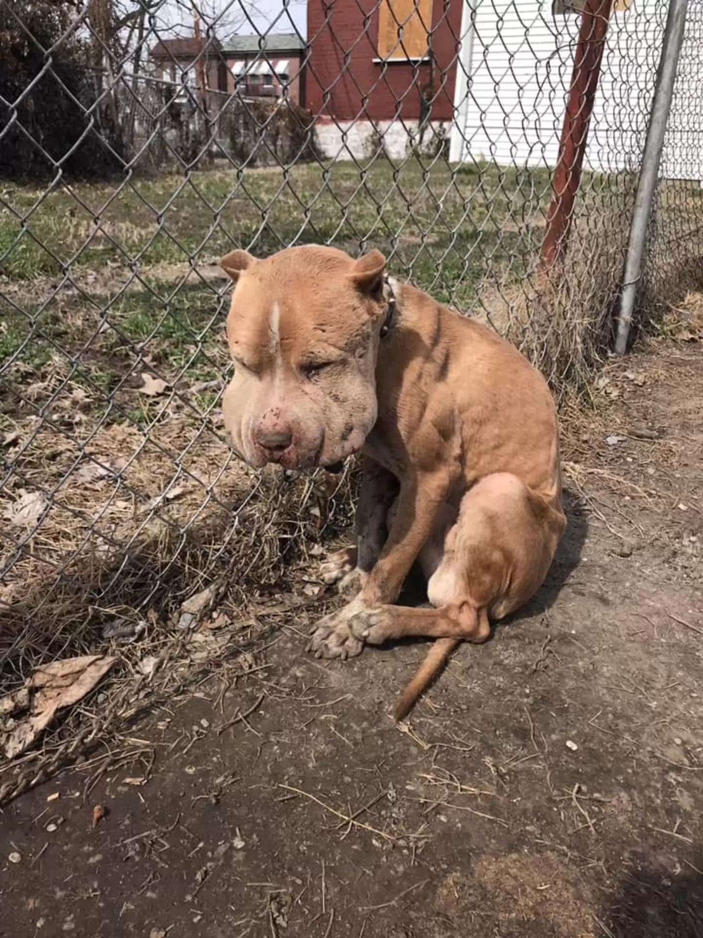 Puffy-Cheeked Dog Left Tied To Fence Reveals A Beautiful Face After Rescue