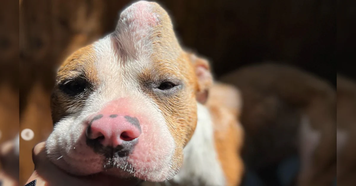 Pitbull With Massive Lump On Her Head Gets Rescued From Euthanasia