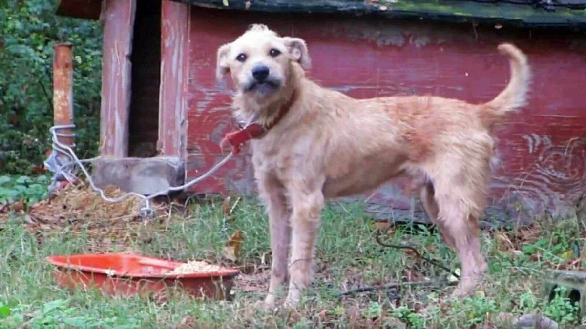 Dog spent five years chained up and was attacked when he was ‘too happy’ is rescued