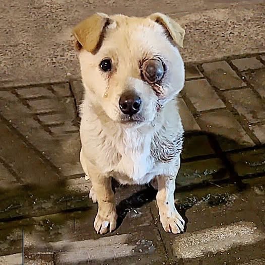 A Silent Plea for Help: The Injured Dog Who Wouldn’t Stop Following Me