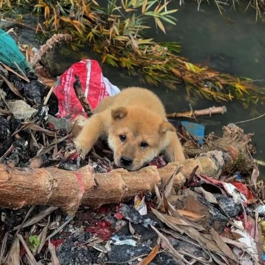 Left Behind and Crying for Help, One Dog’s Plea Was Finally Answered
