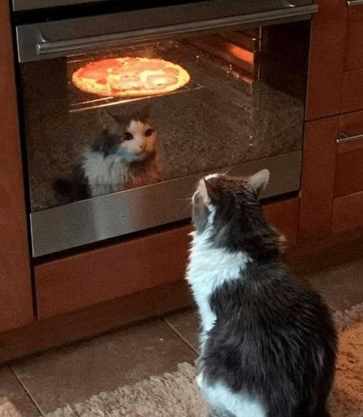 Luna’s Slice of Belonging