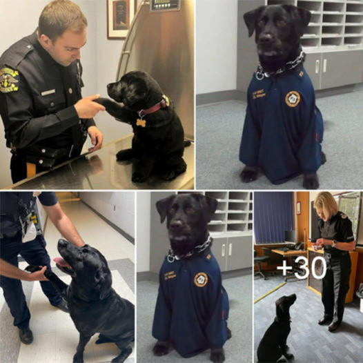 An abandoned dog won over a police officer with its heartfelt gestures and irresistible charm, leading the officer to eventually adopt the lovable dog.