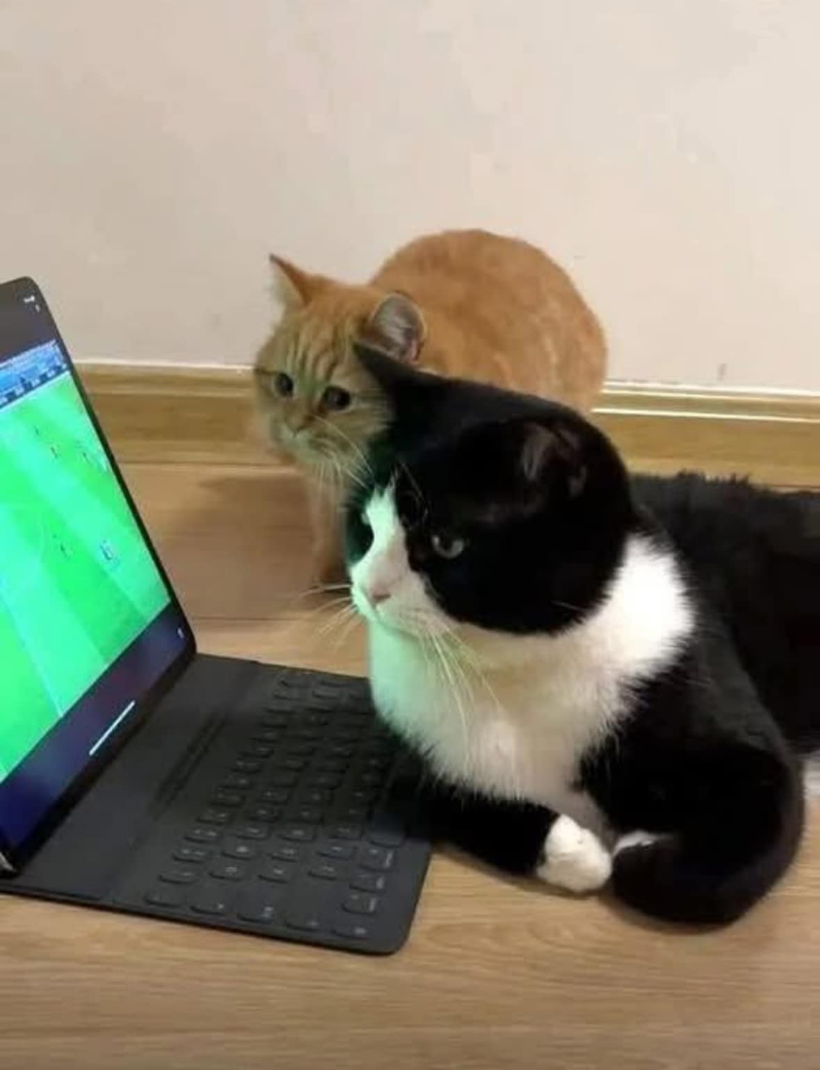 The Feline Football Fanatics