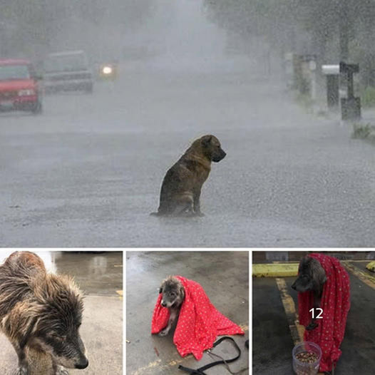 A dog, trembling in the rain and abandoned, was too sad to move.