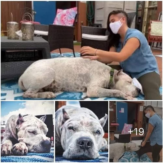 Spending a day at the police station changed this stray dog’s fate—he found a forever home with the officers who cared for him.