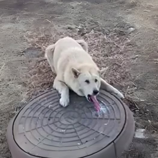 A man discovers a helpless dog with a frozen tongue stuck in a sewer