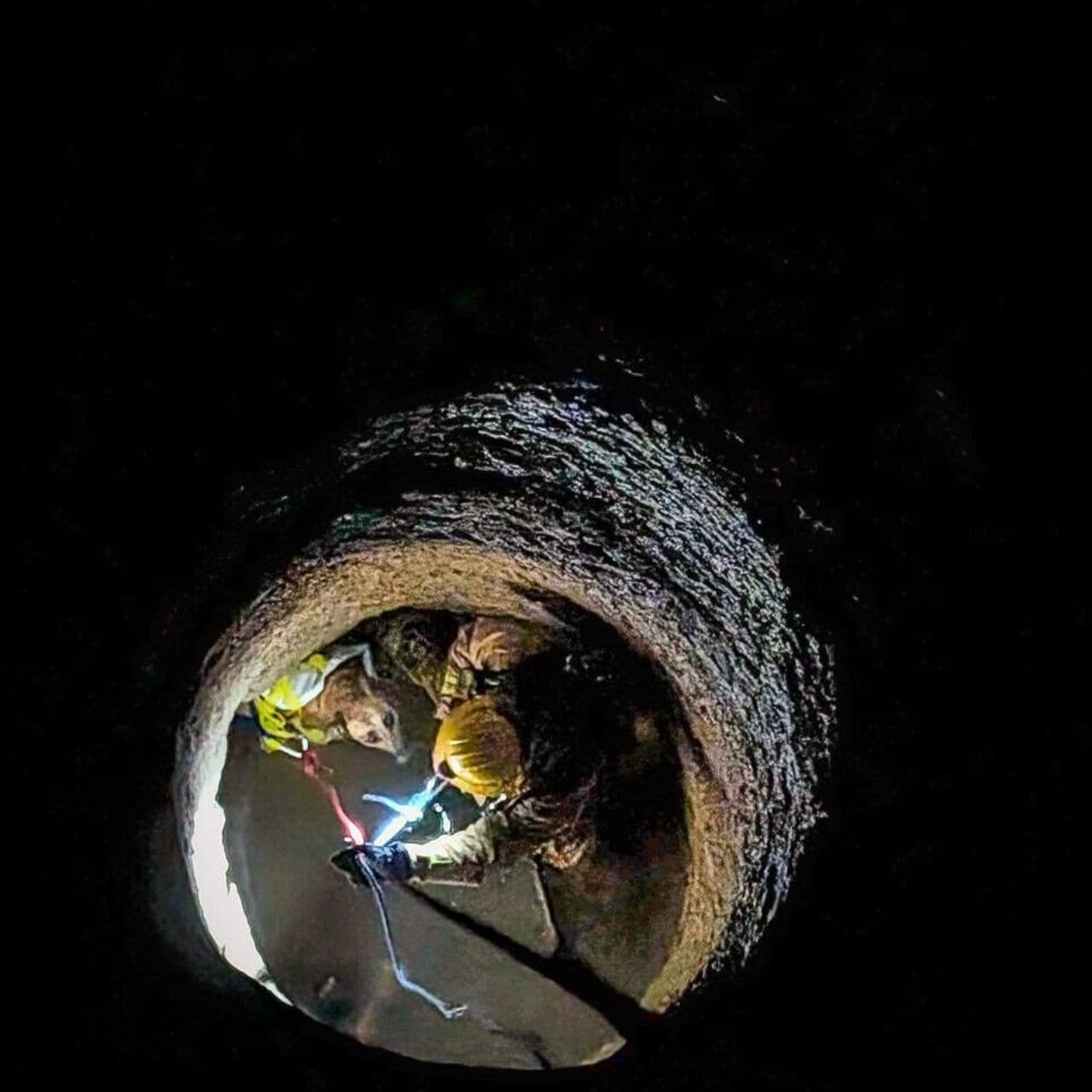 Brave Rescue: How Firefighters Saved a Playful Pup from a Deep Borehole