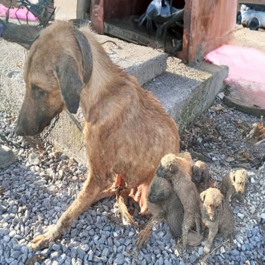 A Mother’s Final Wish: The Dog Who Gave Everything for Her Puppies