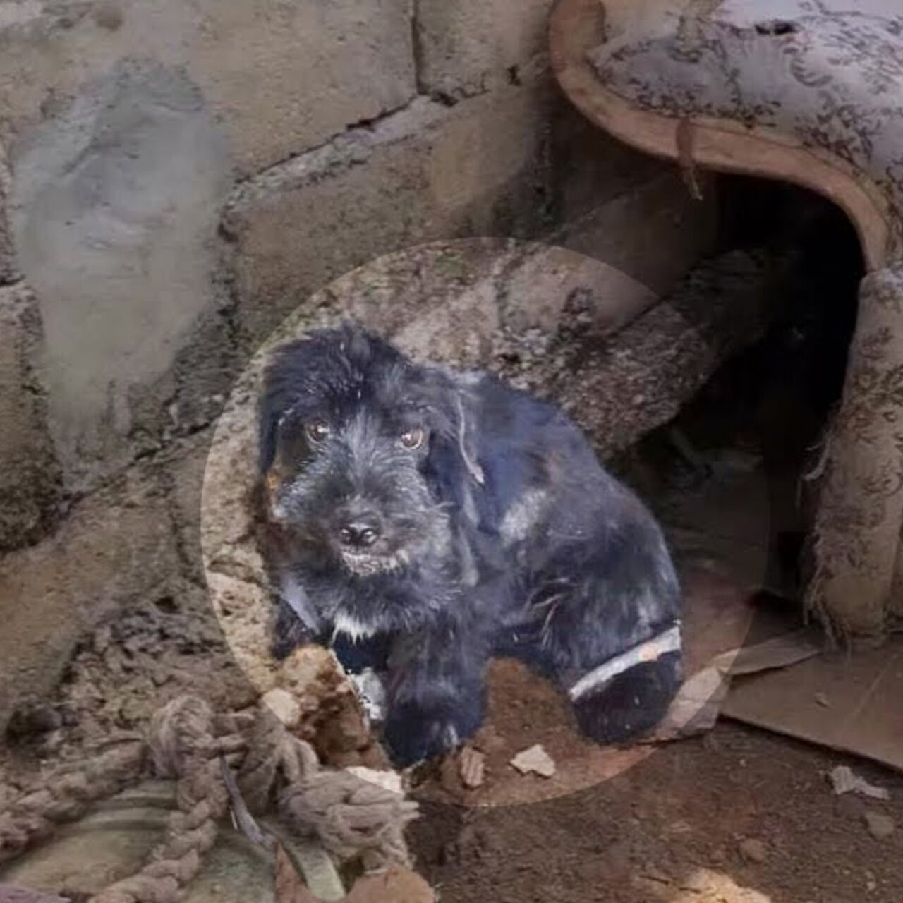 Chained for Years, Max Cried the First Time He Felt Love