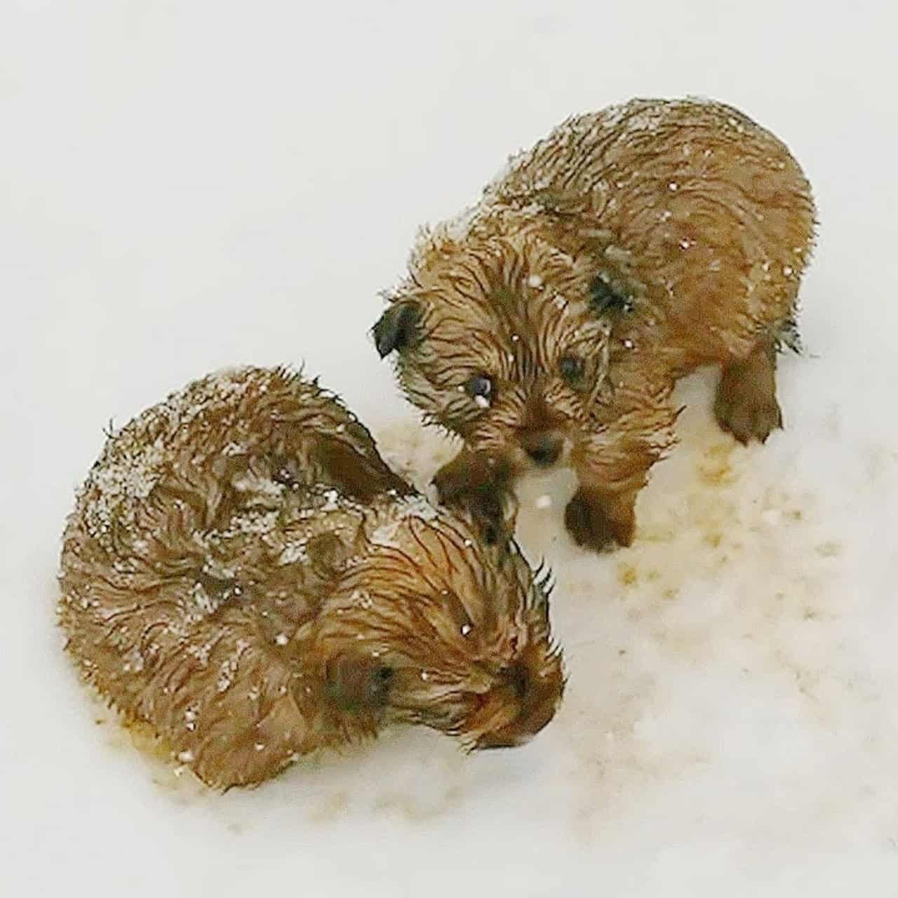 Rescued From the Snow: How Two Shivering Puppies Found a Loving Home