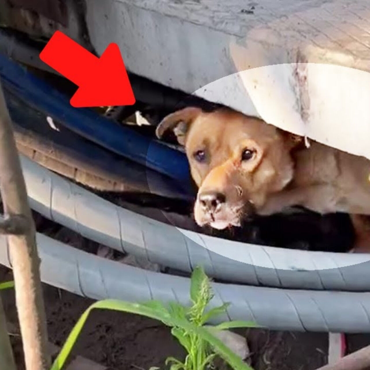 A Tearful Reunion: Dog Cries When He Sees His Neighbor After Five Years