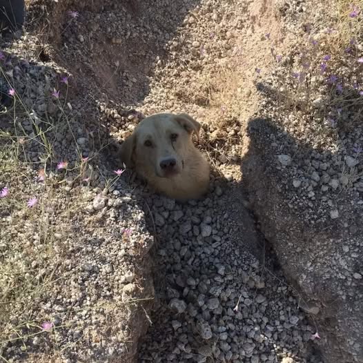 Silent Cries Beneath the Soil: A Veterinarian’s Race to Rescue a Dog and Her Puppies