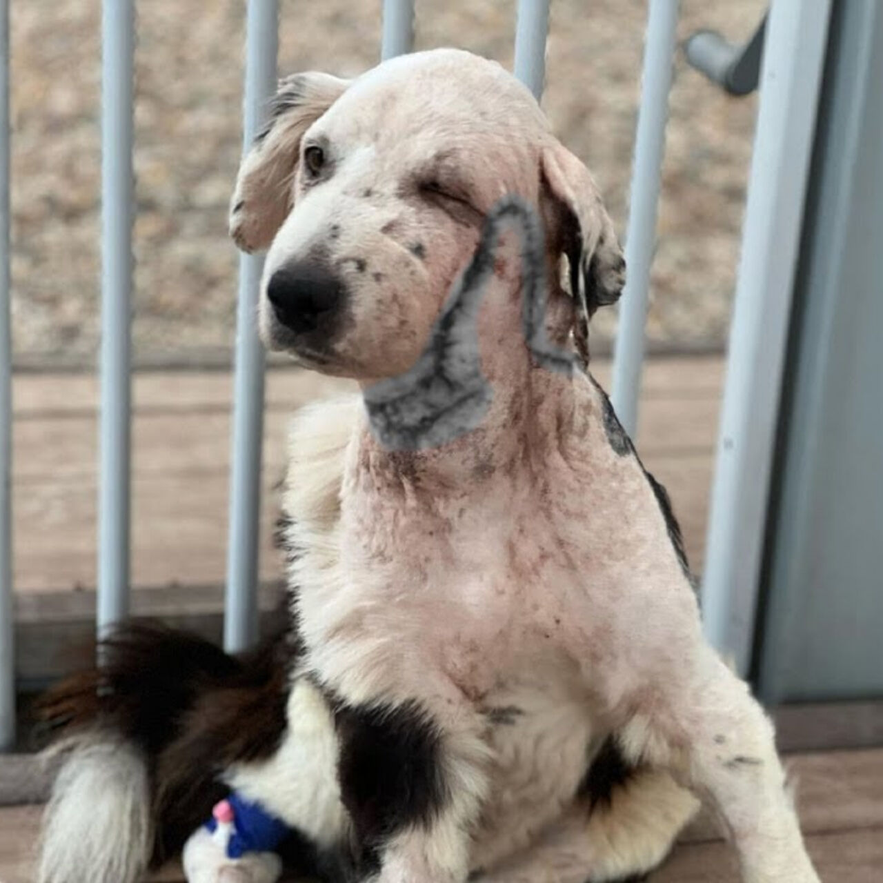 From Rejection to Love: Chito’s Journey to a Forever Home