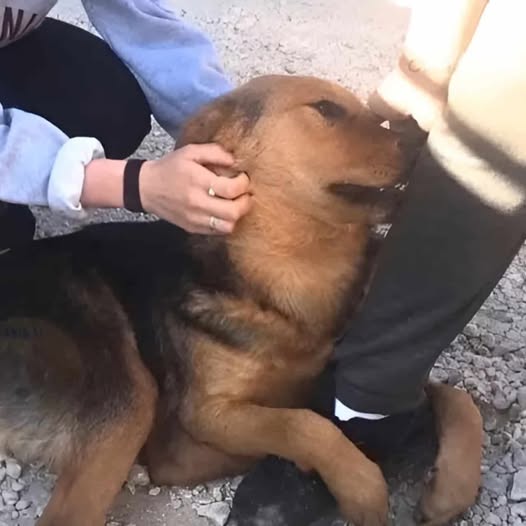 Abandoned Dog’s Plea for Love Touches Hearts and Inspires Community Action