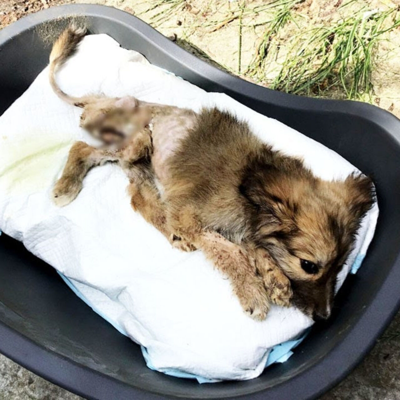 Paralyzed and Pleading, But His Story Wasn’t Over