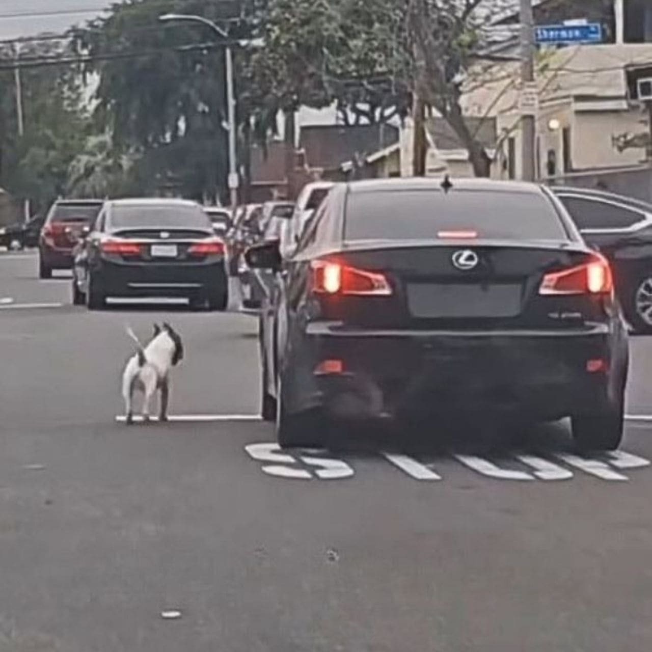 “Chico’s Journey: A Heartwarming Tale of Rescue and Hope”