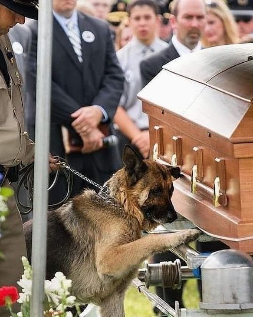 THEY TOLD US HE DIED IN THE LINE OF DUTY—BUT HIS DOG KNEW BETTER