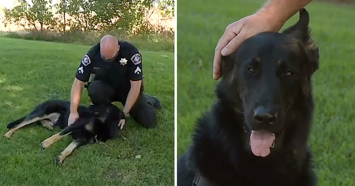 Police Officer Adopts German Shepherd He Found During Trespassing Call