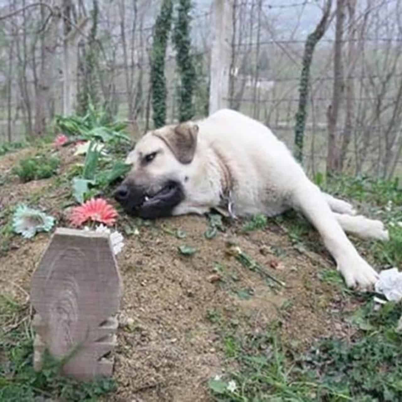 Loyal Dog’s Daily Cemetery Visits Show That Love Never Fades