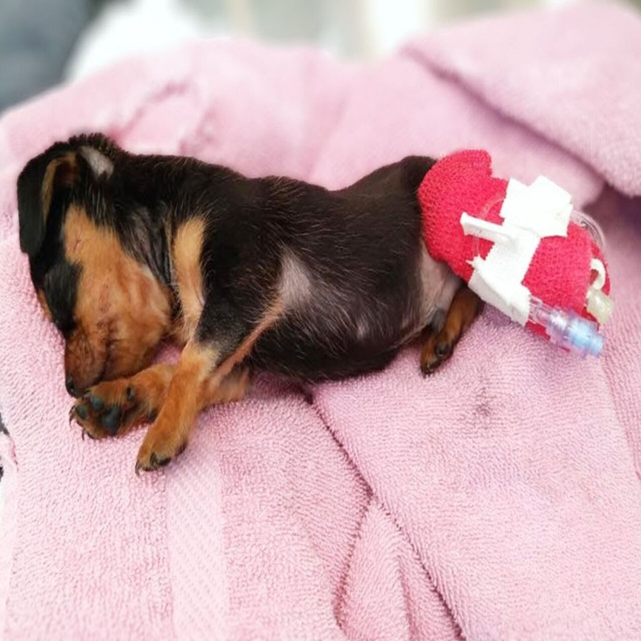 From Tears to Joy: Rico’s Journey to a Loving Home