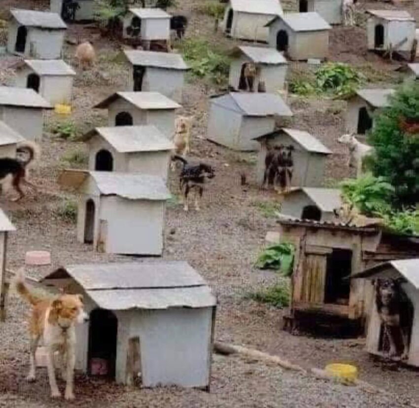 A Village of Hope: A Home for Every Dog