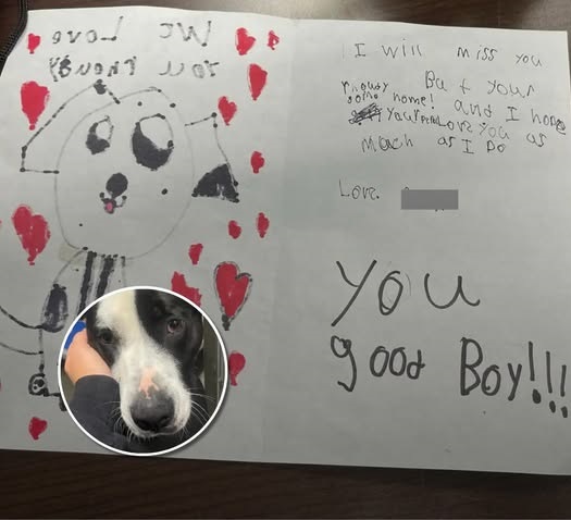 Animal Shelter Replies To Kids Who Surrendered Dog With A Heartbreaking Note