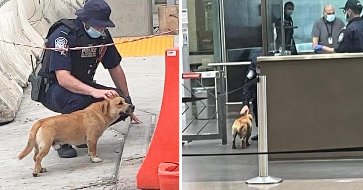 A Stray Dog Sneaks Past Security and Crosses the U.S. Border, Receiving a Warm Welcome