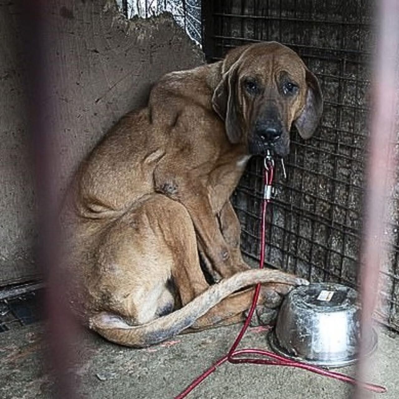 Robin, the Last Dog Rescued from Meat Farm, Slowly Learns to Trust Again