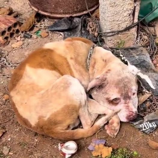 Chained and Suffering, This Dog Begged Rescuers to Save His Brother First