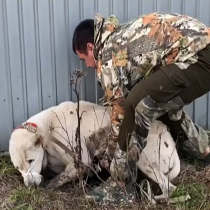 Rescued Just in Time, Starving Dog Who Had Given Up Finally Finds Hope