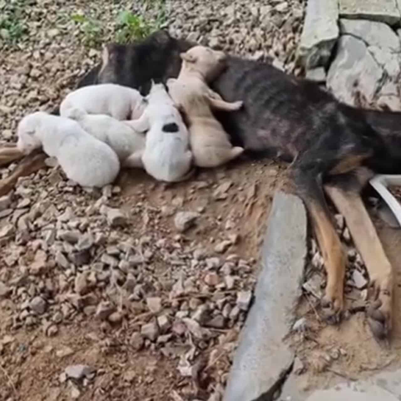 Sakura’s Journey: A Mother’s Love and Unwavering Resilience