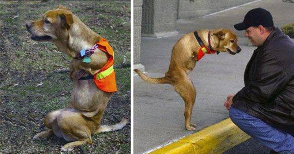 A two-legged dog was cruelly kicked out of the house by her heartless owner for being shamed because of her disability.