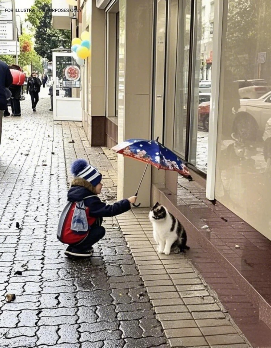 Little Boy Gave His Umbrella To A Stray Cat—And That’s Not Even The Part That Got Me