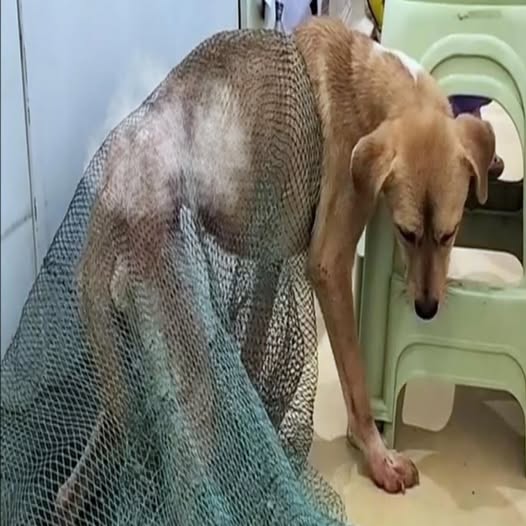 Left Tied with Wires, Her Body Was Deformed—But She Never Gave Up