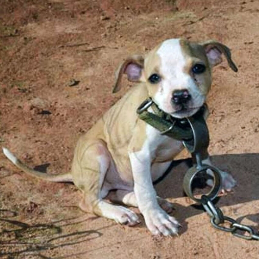 Rescued Puppy Meant for Dog Fights Finds the Loving Home He Deserved