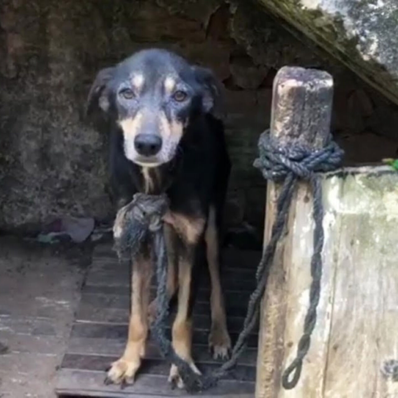 Chained for 7 Years, This Dog Cried During His First Bath and Finally Found Freedom