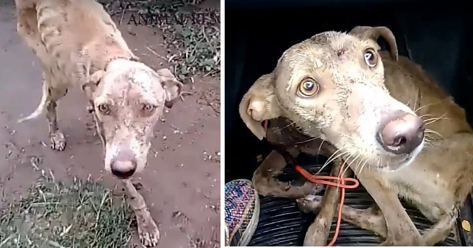 He had been chained his entire life in the cold, losing all faith in humanity.