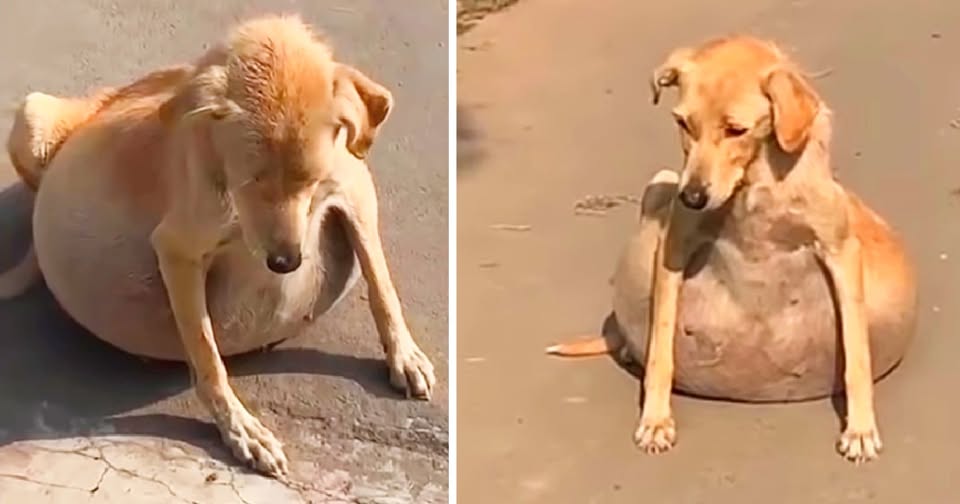 Rescue puppy with a lot of fluid in her abdomen—people thought she was pregnant.