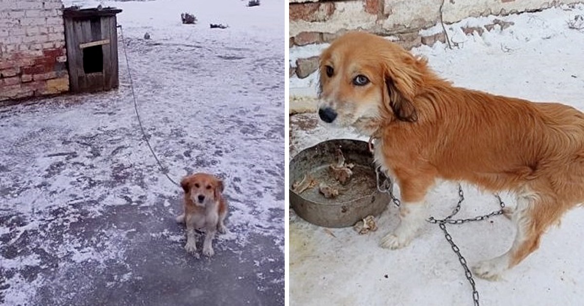 Icy rain, a leaking booth, and a puppy chained up in the cold.