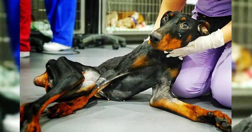 The monster broke her back, and she crawled through a field of shattered glass to find help.