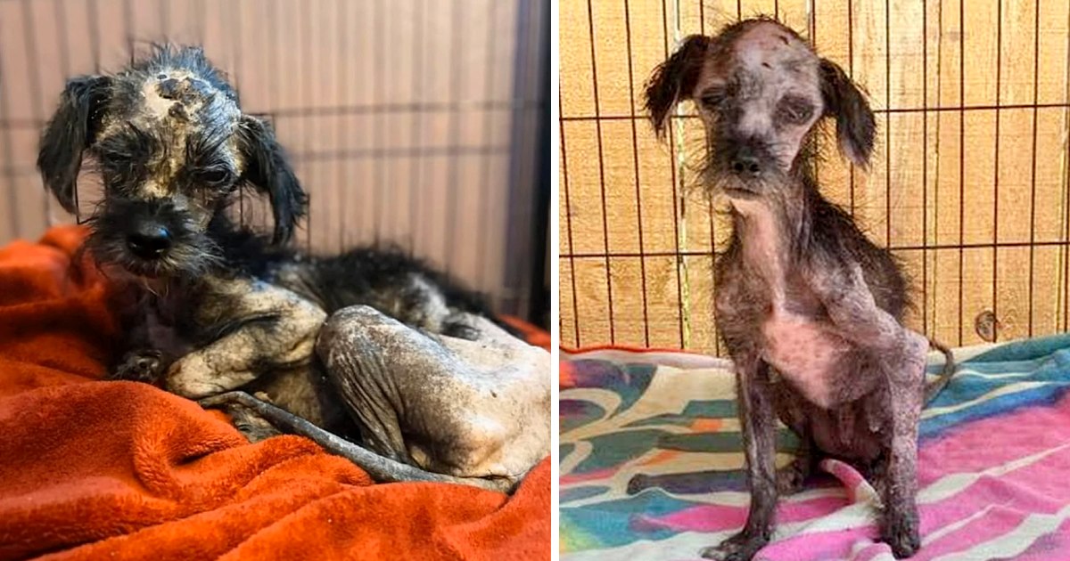 A tiny puppy was found in a pile of trash, trembling, starving, and with no energy.