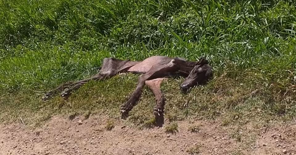 I found him in a cemetery—emaciated, exhausted, dehydrated, and barely breathing.