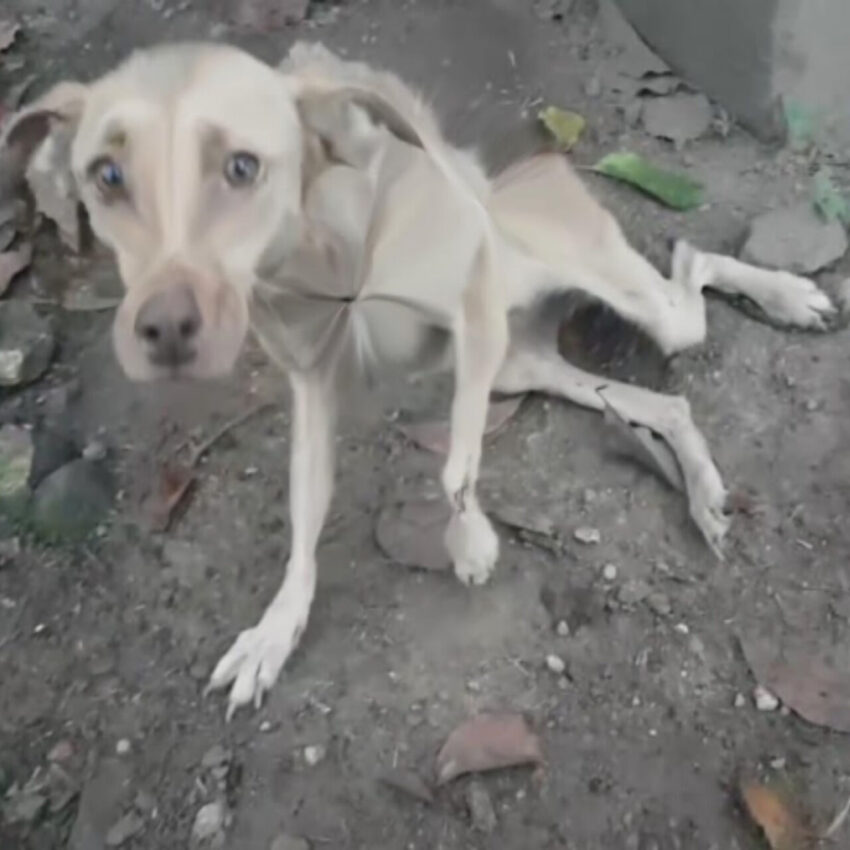 Burned, Starving, and Barely Alive—Majò Crawled to Us Begging for Help